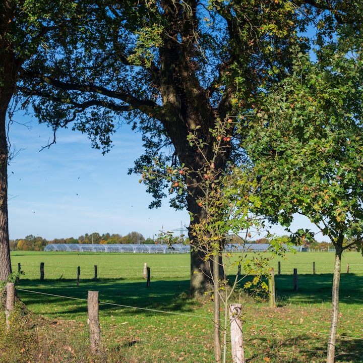 Zaunbau mit Eichenpfählen