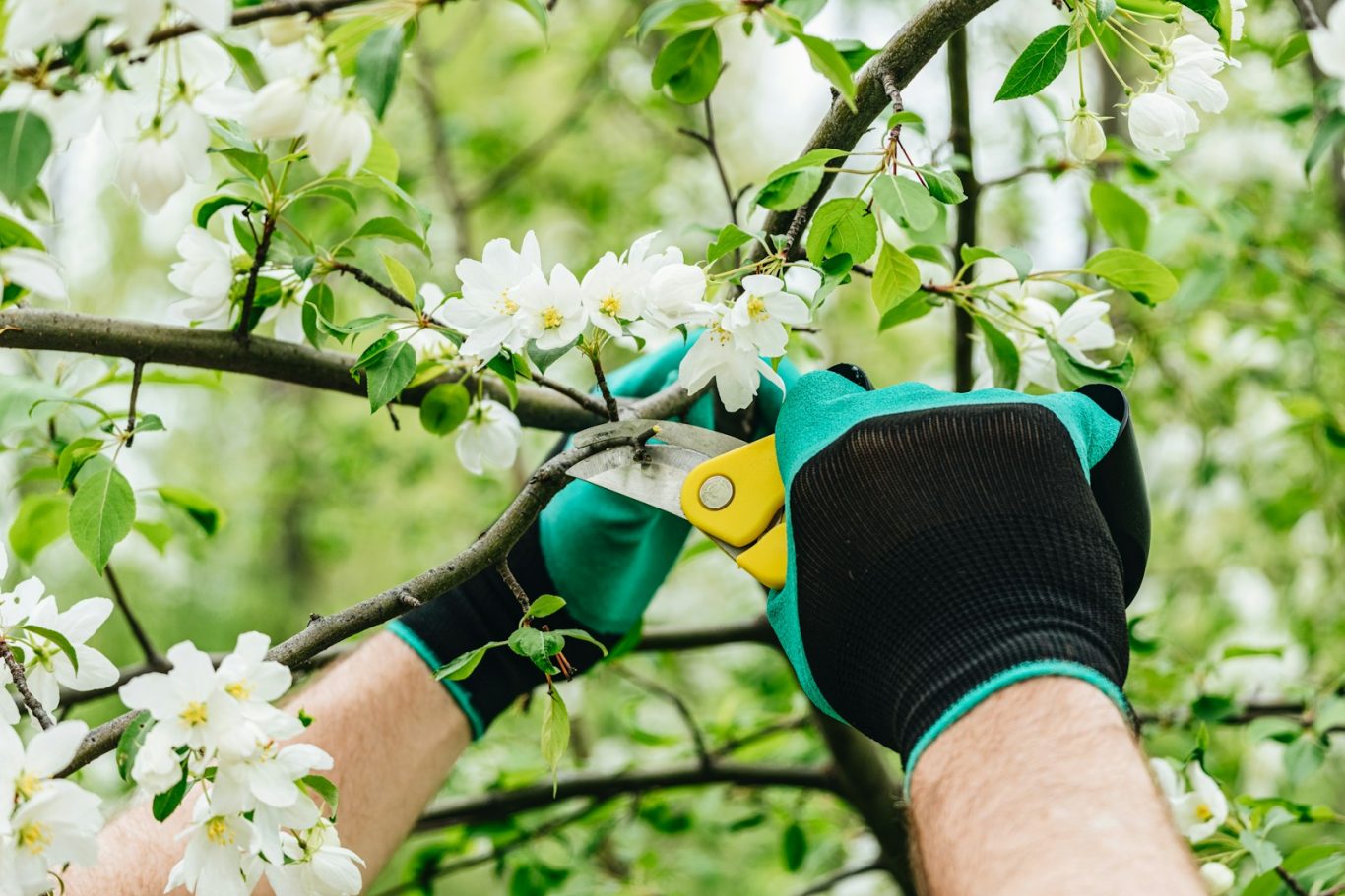 Obstbaumschnitt Gehölz- und Heckenschnitt