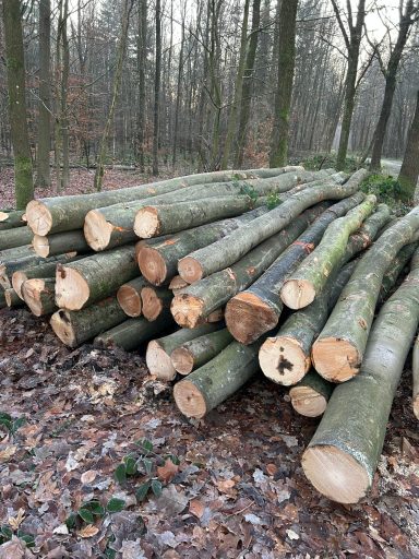 Stammware aus heimischen Wäldern