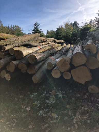 Holz aus unserem Forst.